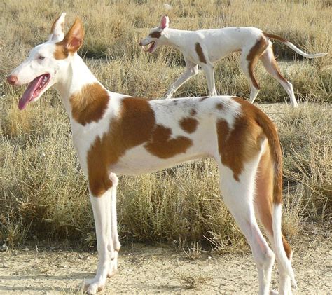 venta de podencos ibicencos en valencia|Podenco Ibicenco: Apariencia, origen y cuidados del Ibizan。